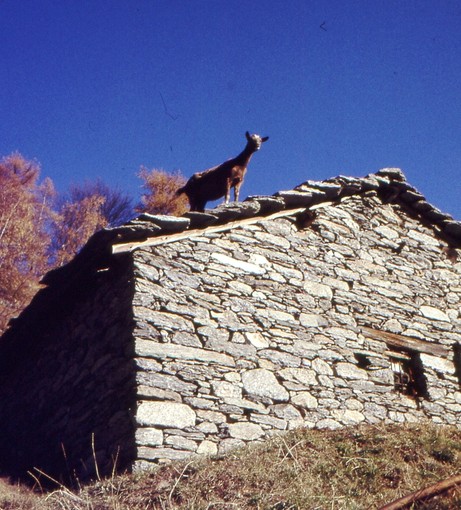 Una capra sul tetto poco sopra l'Ecot (ph: L. Marchisio)