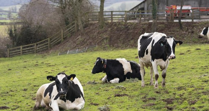 Focolaio di Bluetongue: misure di prevenzione e di controllo sul territorio regionale