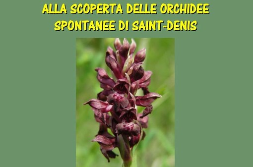 Alla scoperta delle orchidee selvatiche di Saint-Denis