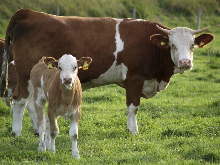 ZOOTECNIA: A Settimo Fiera di S.Martino con bovine della razza pezzata rossa e nera valdostana