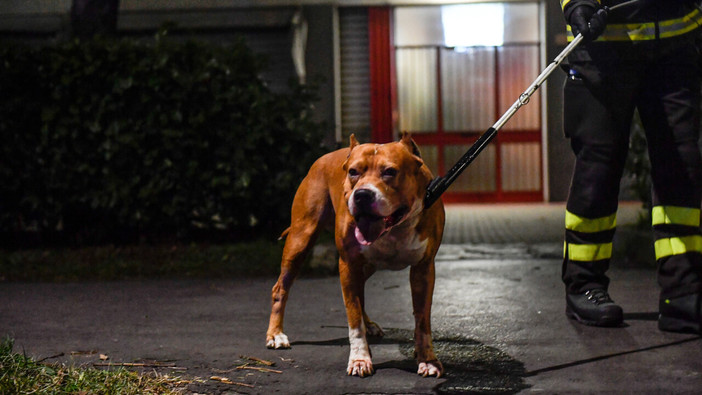 Attacco dei pitbull: la sicurezza dei proprietari passa dalla responsabilità nel controllo degli animali