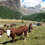 Incontri per illustrare gli interventi a sostegno dei settori agricolo e forestale e per presentare la nuova “Guida agli aiuti”