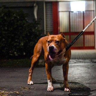 Attacco dei pitbull: la sicurezza dei proprietari passa dalla responsabilità nel controllo degli animali