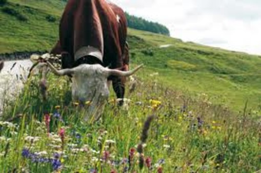 L’agricoltura sociale nuova frontiera per aiutare lavoratori disabili