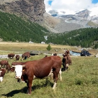 Incontri per illustrare gli interventi a sostegno dei settori agricolo e forestale e per presentare la nuova “Guida agli aiuti”