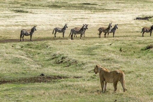 Safari in Tanzania: consigli, itinerari e prezzi per organizzare il tuo viaggio