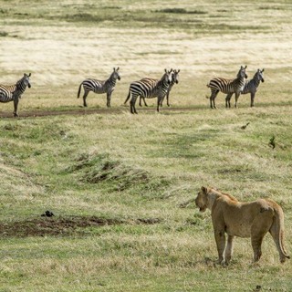 Safari in Tanzania: consigli, itinerari e prezzi per organizzare il tuo viaggio