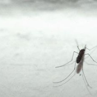 Dengue, 2 casi importati a Trieste e uno al Lido di Venezia