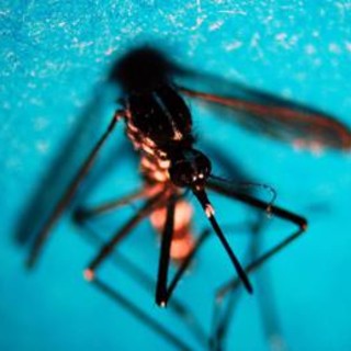 West Nile, 51 nuovi casi in una settimana: salgono a 16 i morti