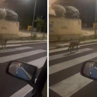 Catturato lupo avvistato a Porta di Roma, avrebbe aggredito bimbo in un parco