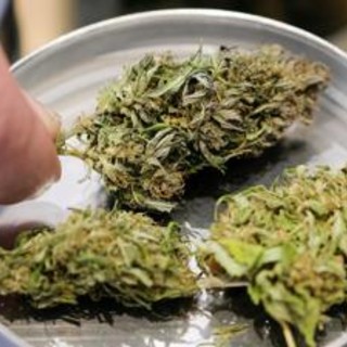 Cannabis, Tar Lazio sospende il decreto del governo sul Cbd