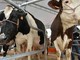 Aviaria, in Usa quarto caso umano da epidemia bovini