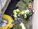 Capriolo finisce nel Naviglio, salvato da vigili del fuoco - Video