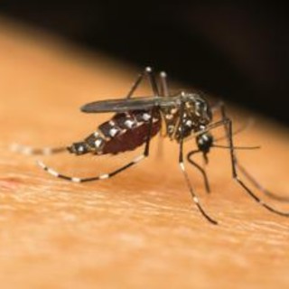 Dengue, caso autoctono a Brescia: è il primo in Italia del 2024