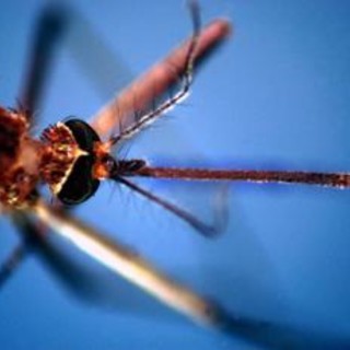 Dengue, nel microbioma delle zanzare un batterio alleato per controllarla: lo studio