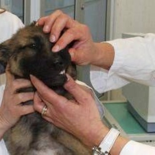 A Roma nascerà il primo ospedale veterinario pubblico d'Italia