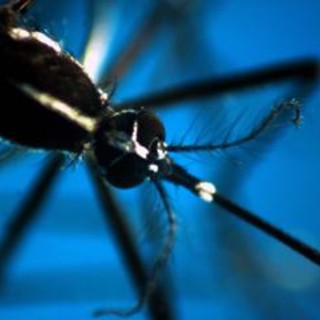 Dengue, epidemia record in 2024: negli Usa alert ai medici