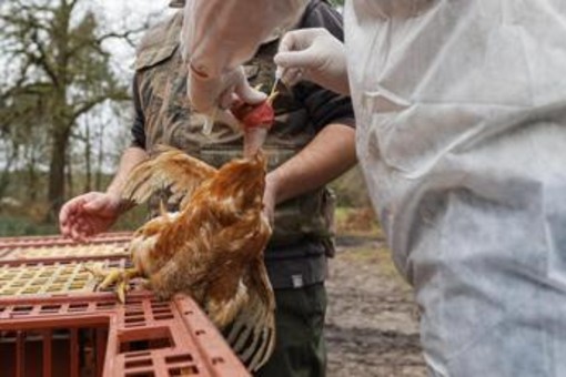 Aviaria, 15enne morta in Cambogia