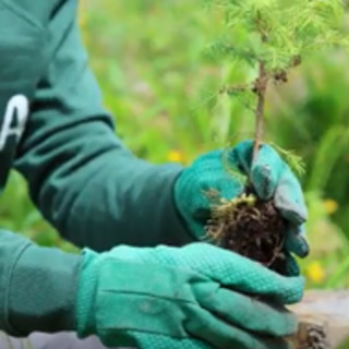 Inaugurata Foresta Levissima, progetto di riforestazione in Val di Fiemme