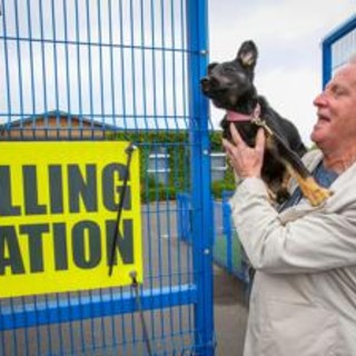 Elezioni Regno Unito, 'sì' al seggio da ubriachi e con i cani, 'no' ai selfie: tutte le regole del voto