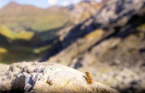 Scoperta l''autostrada' degli insetti: 17 milioni di mosche, vespe, farfalle e libellule attraverso i Pirenei