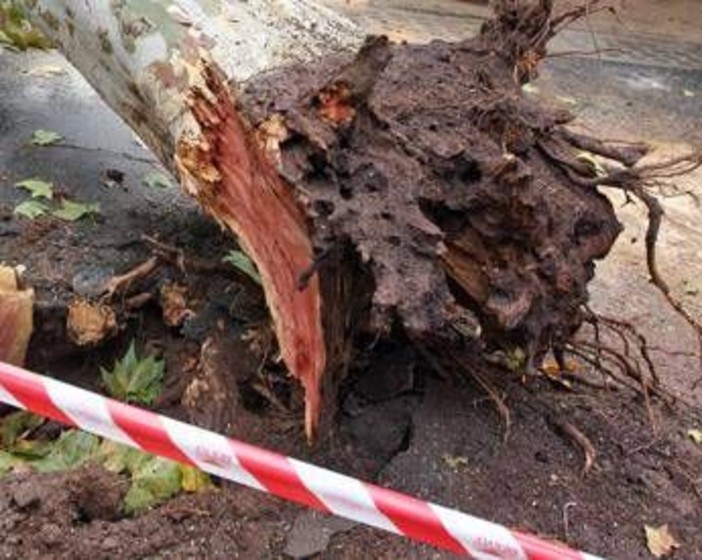 Roma, albero cade su auto in via Aurelia: traffico in tilt e strada chiusa