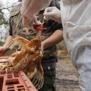 Aviaria, 15enne morta in Cambogia